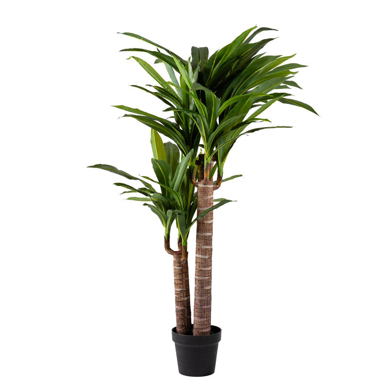 120cm Triple Stem Yucca Tree
